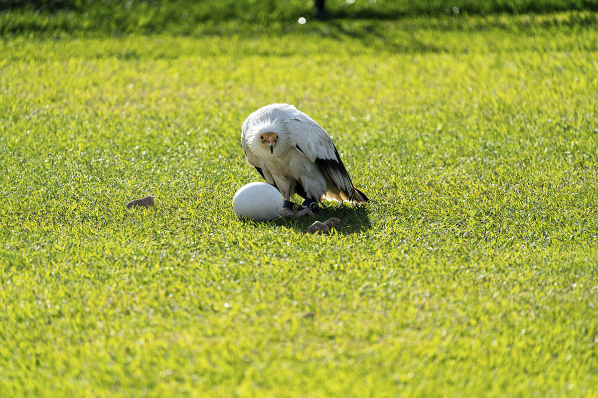 Documental, ave, naturaleza