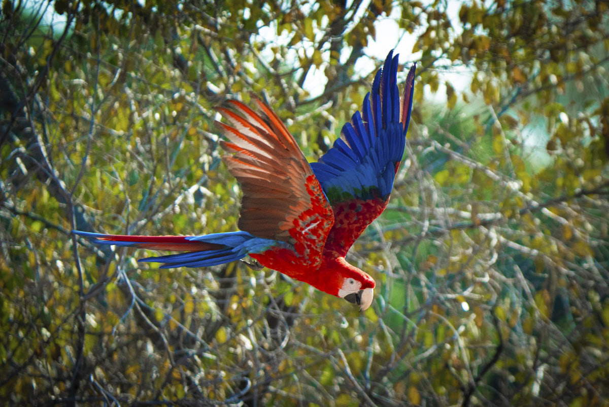 Documental, loro, naturaleza