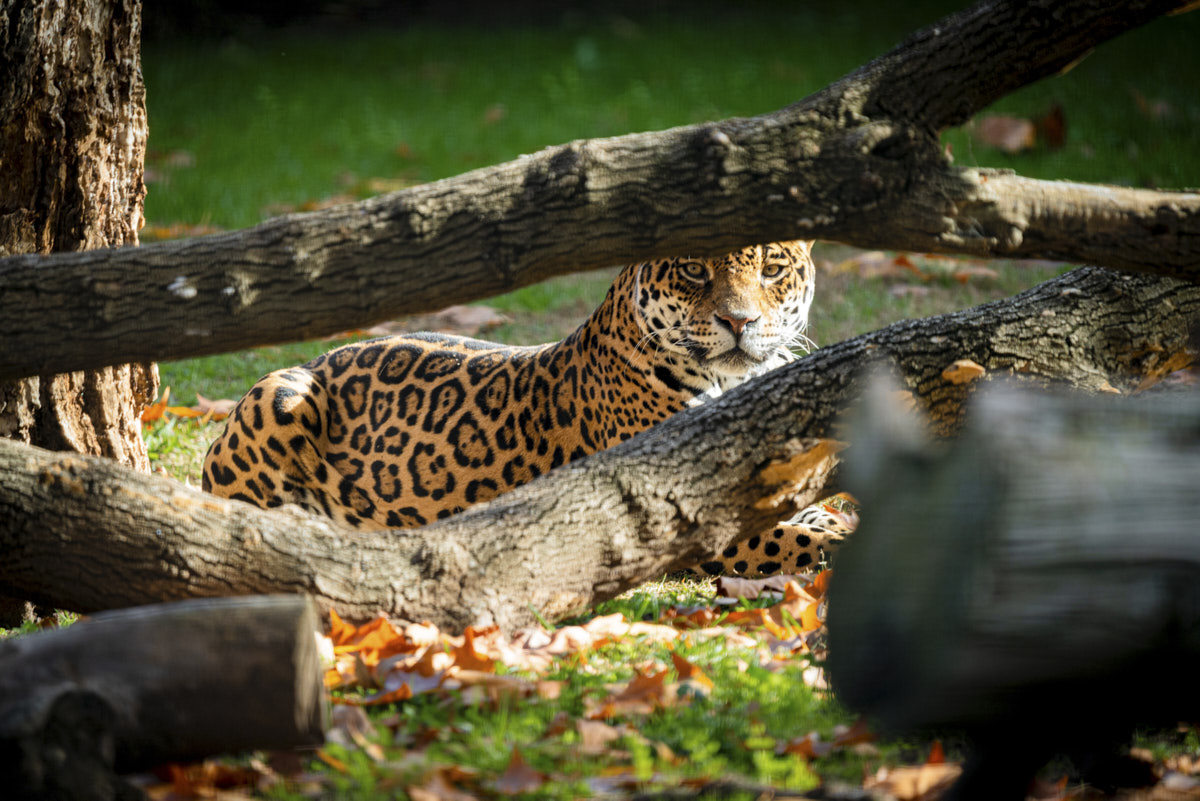Documental, tigre, naturaleza