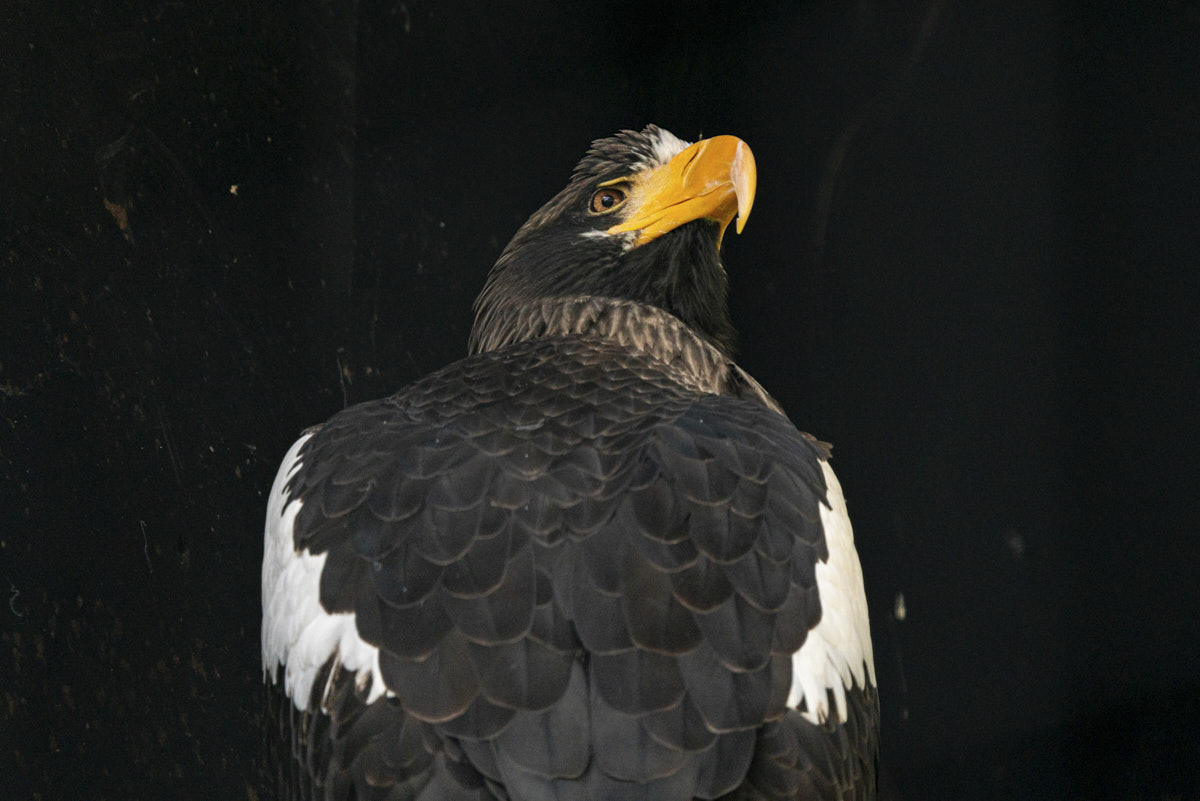 Documental, águila, naturaleza