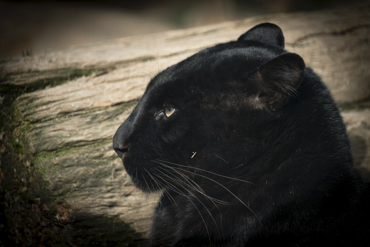 Documental, animal, naturaleza