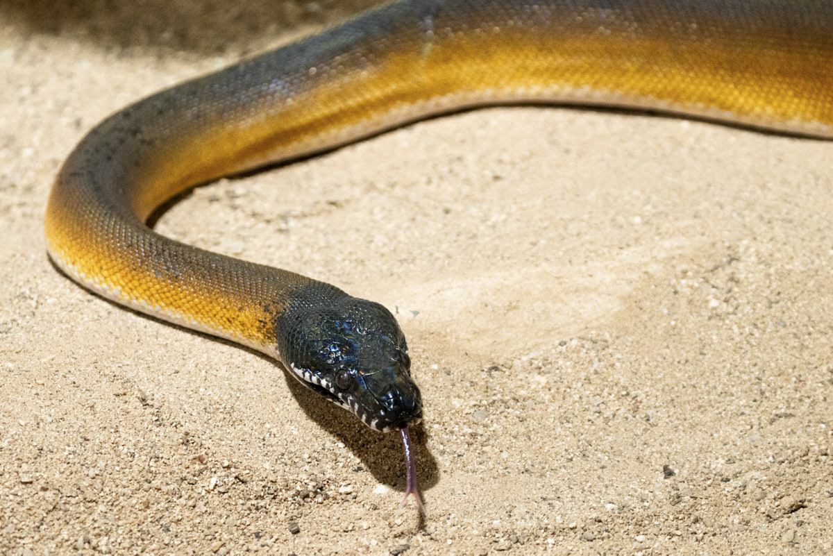 Documental, serpiente, naturaleza