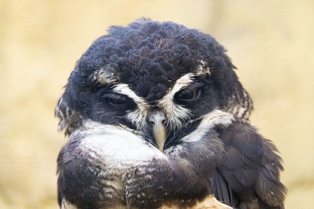 Documental, búho, naturaleza