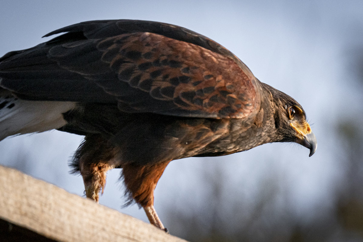Documental, águila, naturaleza