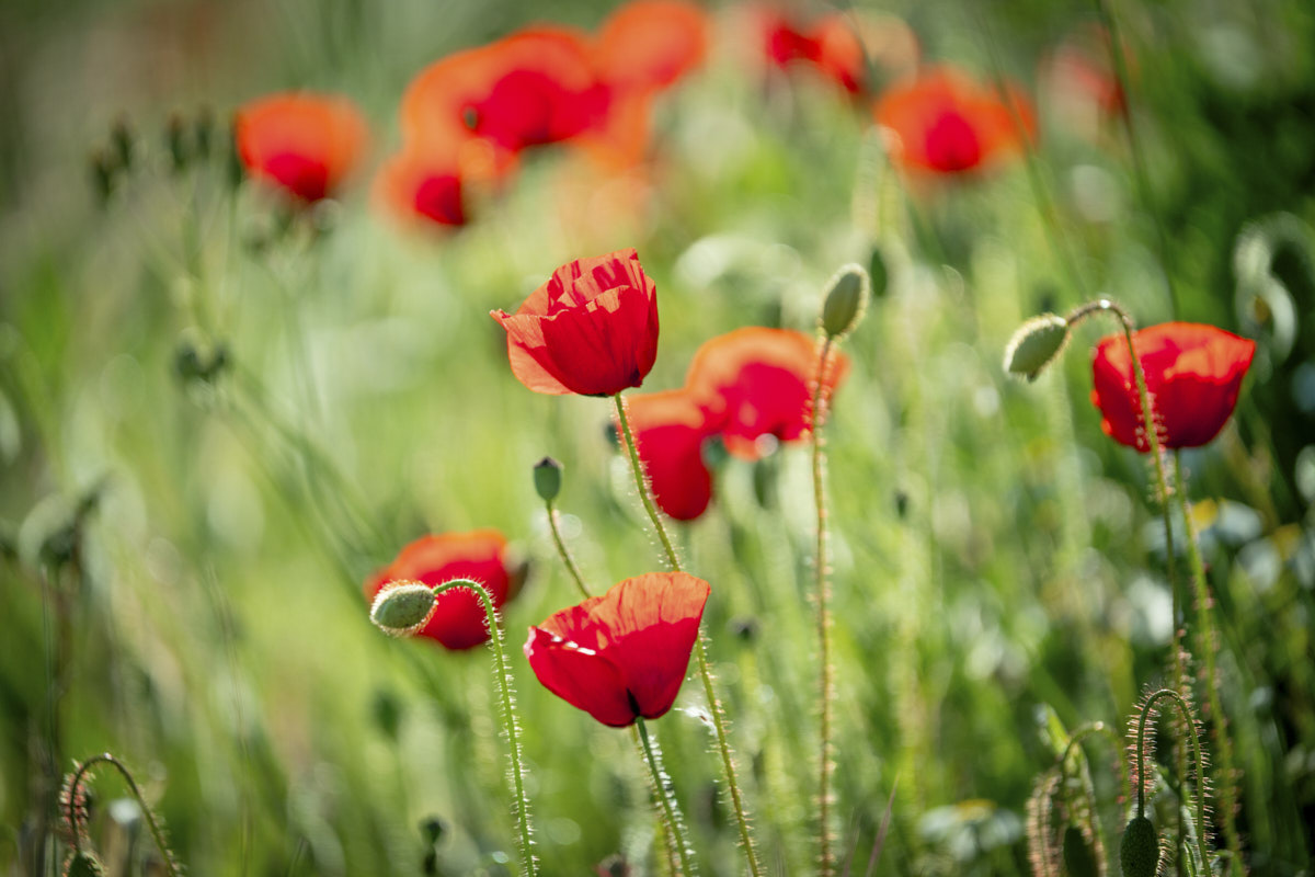 Documental, flores, naturaleza