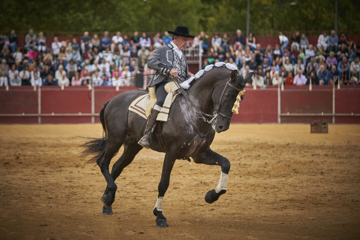 Caballo, evento deportivo y entretenimiento. Espectáculo ecuestre.
