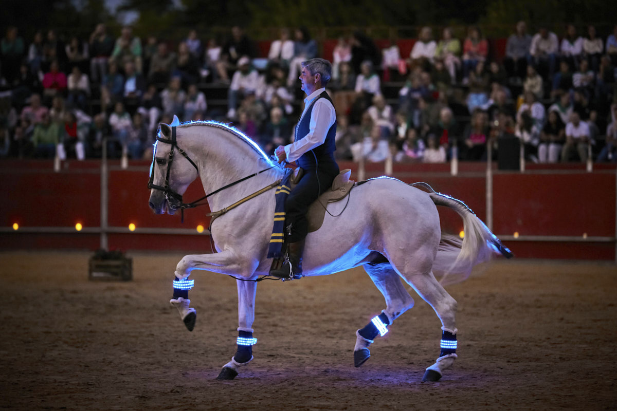 Caballo, evento deportivo y entretenimiento. Espectáculo ecuestre.