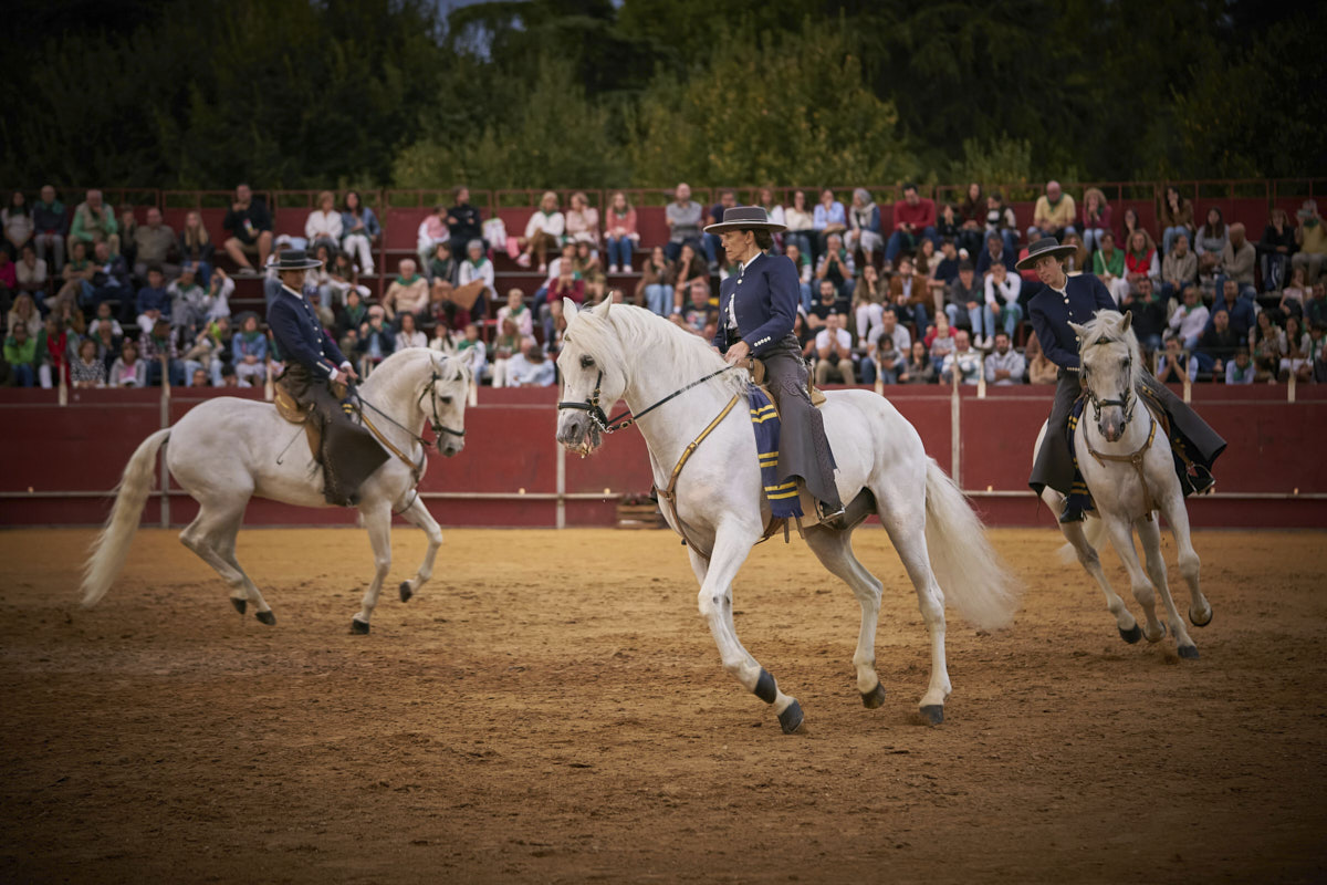 Caballo, evento deportivo y entretenimiento. Espectáculo ecuestre.
