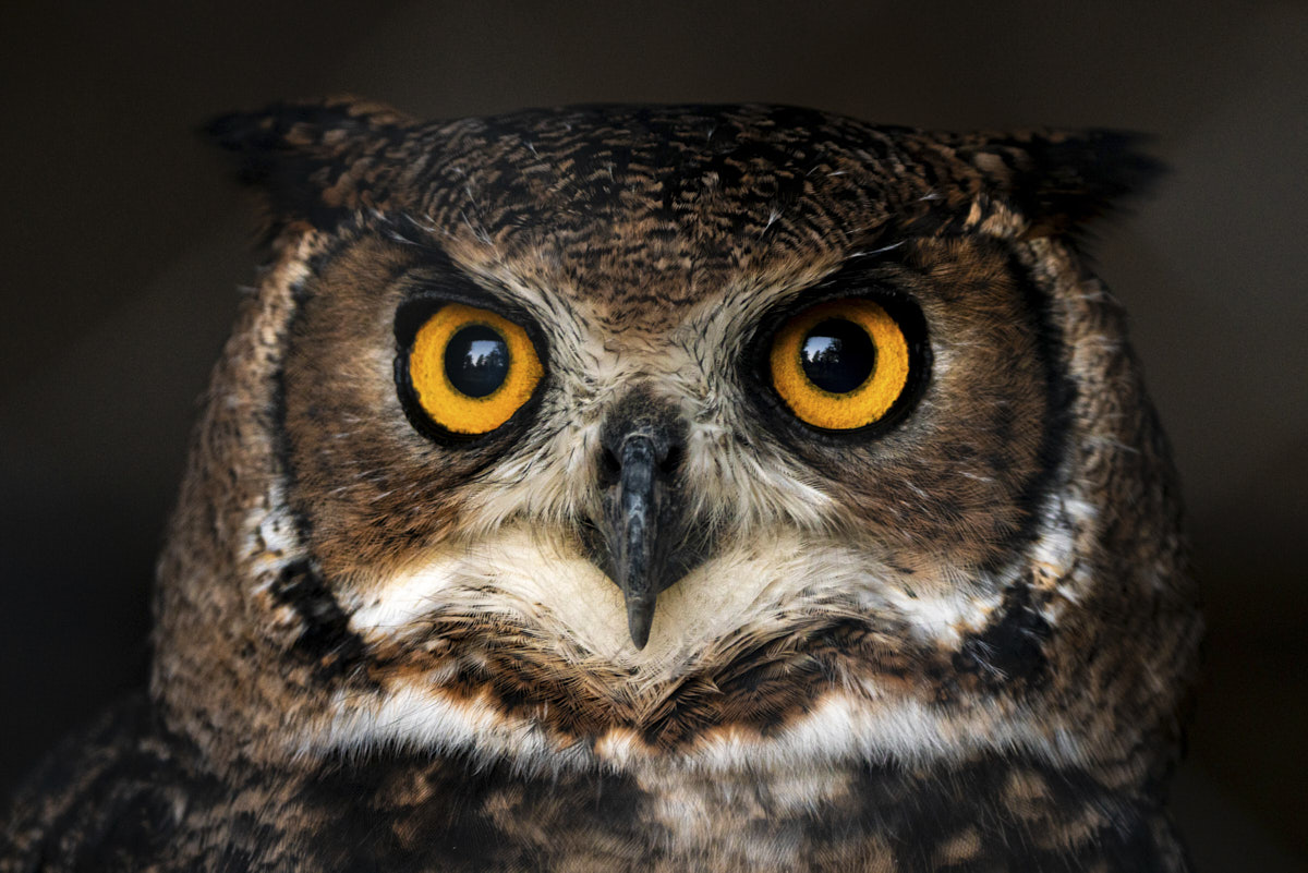 Documental, búho, naturaleza