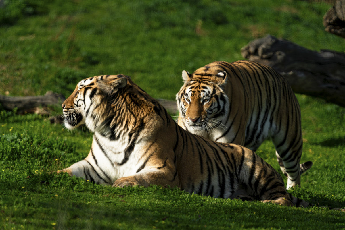 Documental, tigre, naturaleza