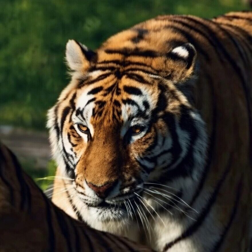 tigre de bengala