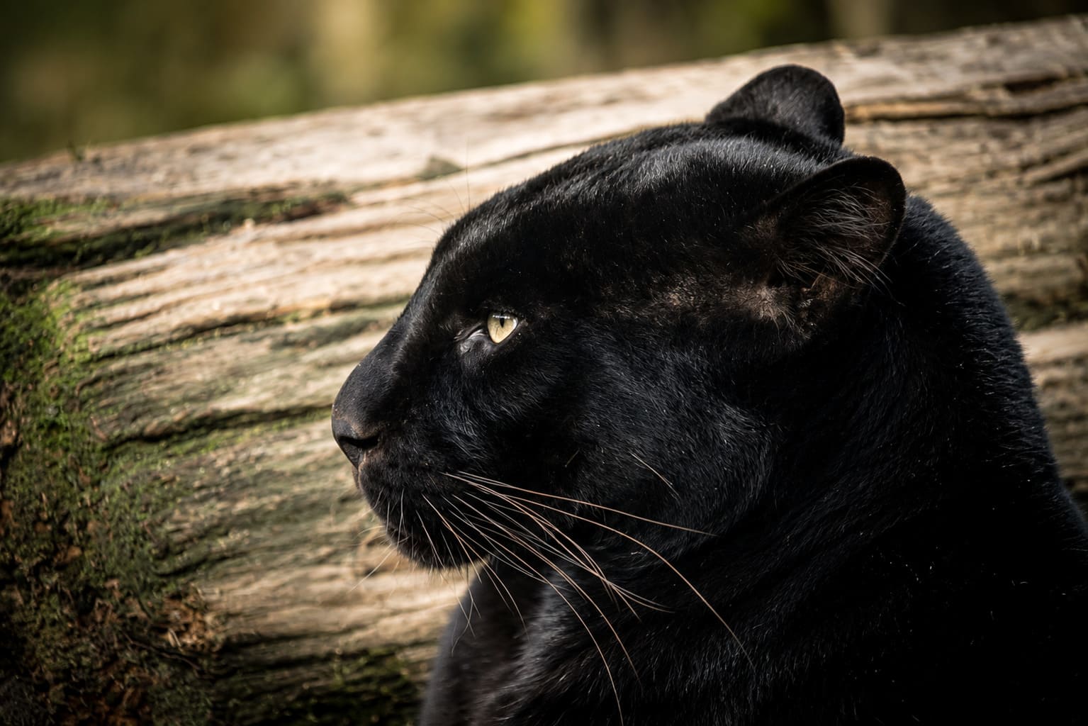 Documental, animal, naturaleza