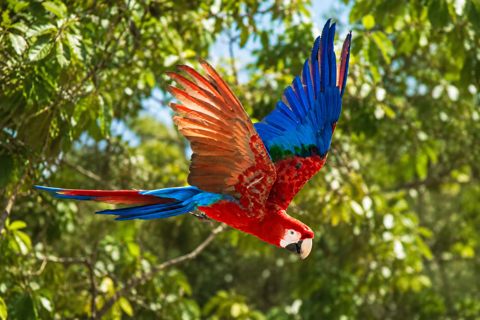 Documental, loro, naturaleza